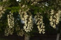 Close-up of lushly flowering bunches of acacia on a small tree branch in a park