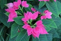 Top Down View of Luv U Pink Poinsettias