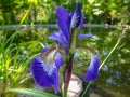 Close-up of luxurious blue Siberian Iris Iris sibirica against blurred background of garden pond. Iris is perennial plant with