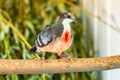 Close up Luzon Bleeding-Heart Dove or Gallicolumba luzonica Royalty Free Stock Photo