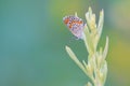 Lycaenidae butterfly