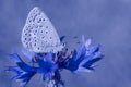 Lycaenidae butterfly sitting on cornflower