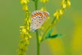 Lycaenidae butterfly