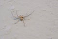 lycosidae spider Royalty Free Stock Photo
