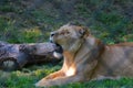 Close up of the lying yawning lioness.