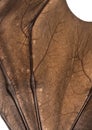 Close-up on a Lyle`s flying fox wing, Pteropus lylei