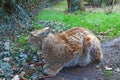 Close-up of a lynx that sits on the ground Royalty Free Stock Photo