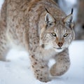 Close up of a lynx sneaking Royalty Free Stock Photo