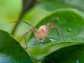 Close up of a lynx spider on a green leaf. Royalty Free Stock Photo