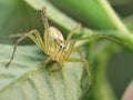 Close-up lynx spider on vibrant green plant Royalty Free Stock Photo