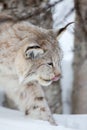 Close up of lynx walking in snow Royalty Free Stock Photo