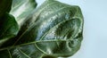 Close-up Lyre-shaped ficus leafs with water drops after watering. Evergreen tree from the genus Ficus of the Mulberry family