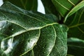 Close-up Lyre-shaped ficus leafs with water drops after watering. Evergreen tree from the genus Ficus of the Mulberry family