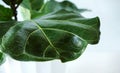 Close-up Lyre-shaped ficus leafs with water drops after watering. Evergreen tree from the genus Ficus of the Mulberry family