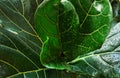 Close-up Lyre-shaped ficus leafs with water drops after watering. Evergreen tree from the genus Ficus of the Mulberry family