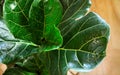 Close-up Lyre-shaped ficus leafs with water drops after watering. Evergreen tree from the genus Ficus of the Mulberry family