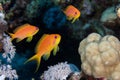 Close up of Lyretail anthias Pseudanthias squamipinnis females Royalty Free Stock Photo