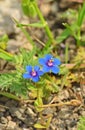 Lysimachia arvensis, commonly known as scarlet pimpernel flower , flora Iran Royalty Free Stock Photo