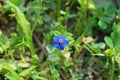 Lysimachia arvensis, commonly known as scarlet pimpernel flower , flora Iran Royalty Free Stock Photo