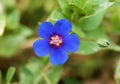 Lysimachia arvensis, commonly known as scarlet pimpernel flower , flora Iran Royalty Free Stock Photo