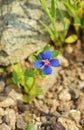 Lysimachia arvensis, commonly known as scarlet pimpernel flower , flora Iran Royalty Free Stock Photo