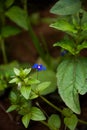 Lysimachia arvensis, commonly known as scarlet pimpernel flower, flora Iran Royalty Free Stock Photo