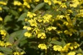 Close-up of lysimachia ciliata firecracker in bloom Royalty Free Stock Photo