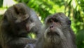 Close up of a macaque being deloused at ubud monkey forest, bali