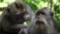 Close up of a macaque being deloused at ubud monkey forest, bali