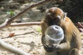 Close up of  macaque monkey holding plastic cup on polluted beach, Ko Phi Phi, Ai Ling beach, Thailand Royalty Free Stock Photo