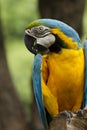 Close-Up Macaw