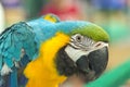 Close up of Macaw