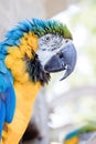 Close up of a macaw Royalty Free Stock Photo