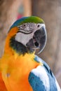 close up of macaw.Macaws are considered the largest parrots. Native to Mexico and South America.