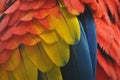 Close-up of macaw parrot feathers in red, yellow and blue Royalty Free Stock Photo