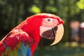 Close up. macaw parrot looking at the camera Royalty Free Stock Photo