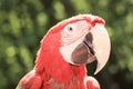 Close up. macaw parrot looking at the camera Royalty Free Stock Photo