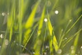 Close up macro abstract picture of lit by sun bright fresh clean light green grass blades growing on blurred bokeh background on s Royalty Free Stock Photo