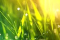 Close up macro abstract picture of lit by sun bright fresh clean light green grass blades growing on blurred bokeh background on Royalty Free Stock Photo