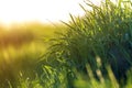 Close up macro abstract picture of lit by sun bright fresh clean light green grass blades growing on blurred bokeh background on Royalty Free Stock Photo