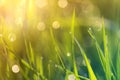 Close up macro abstract picture of lit by sun bright fresh clean light green grass blades growing on blurred bokeh background on Royalty Free Stock Photo