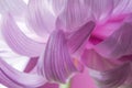 Close up macro of abstract pink flower petal chrysanthemum Royalty Free Stock Photo