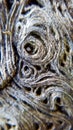 Close up macro angry face in swirled oak tree roots in Florida