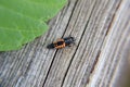 Close up macro asian larva ladybug