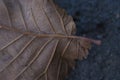 Close-Up Macro Autumn Fall Leaf Detail Royalty Free Stock Photo