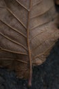 Close-Up Macro Autumn Fall Leaf Detail