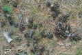 A close-up macro autumn view of a ground covered with dry pine n