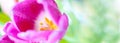 Close up macro banner fresh spring bouquet of tulips with transparent dew water drops on petals Royalty Free Stock Photo