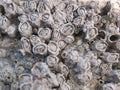 Close up macro of barnacles encrusted on sandstone rock at the beach