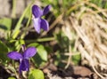 close up macro beatiful blooming violet flower ,Viola odorata or wood violet, sweet violet with green leaves, selective